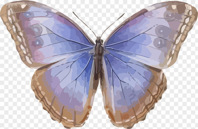 Blue Butterfly Morpho Helenor Peleides Insect Menelaus PNG