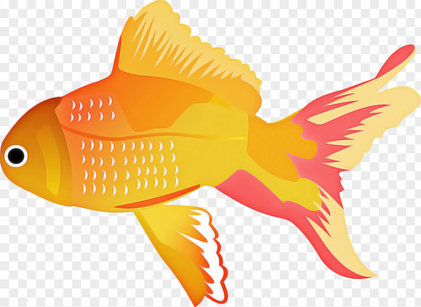 Bonyfish Coral Reef Fish Fin Goldfish Butterflyfish PNG