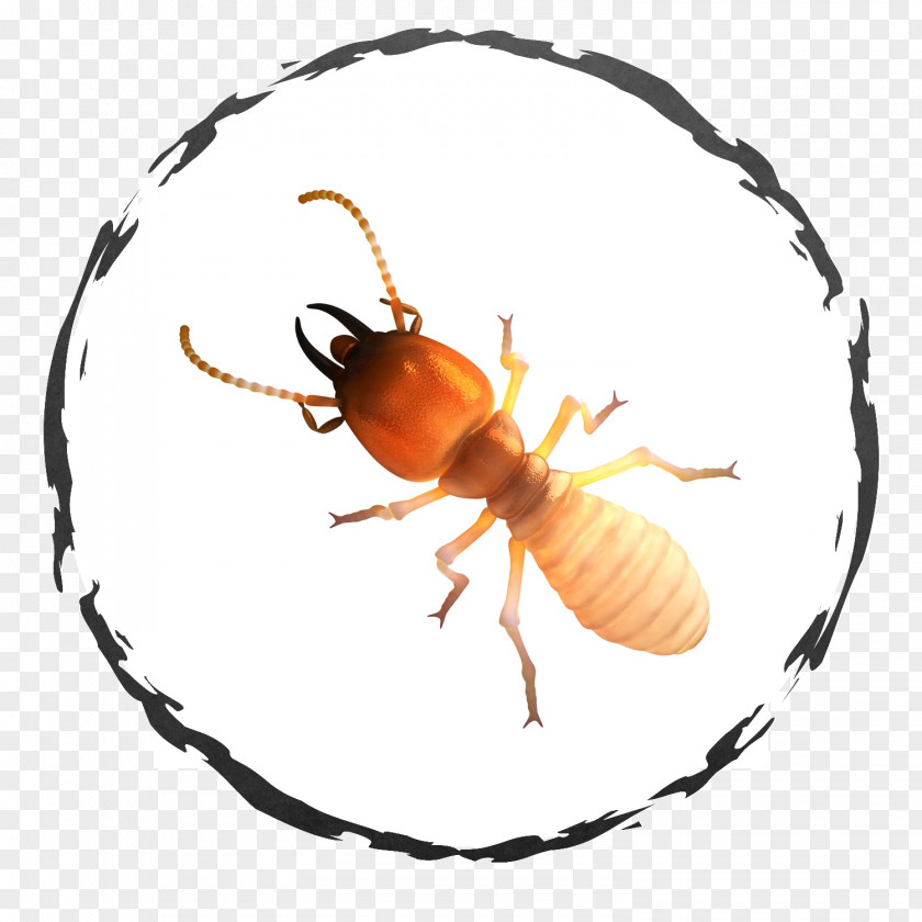 Cockroach Insect Termite Pest Control PNG