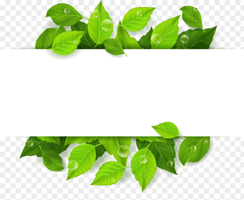 Green Leaves Vector Free Text Input Box To Pull The Material Leaf Royalty-free Illustration PNG