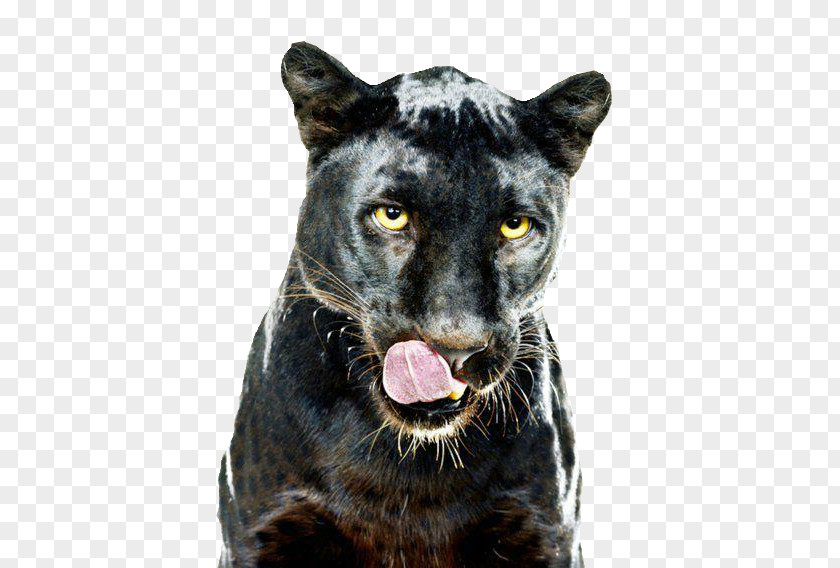 Leopard Black Panther GIF Dog Clip Art PNG