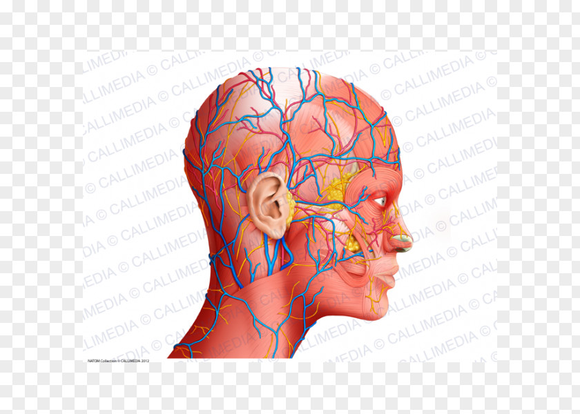 Science Human Anatomy Head And Neck Physiology PNG