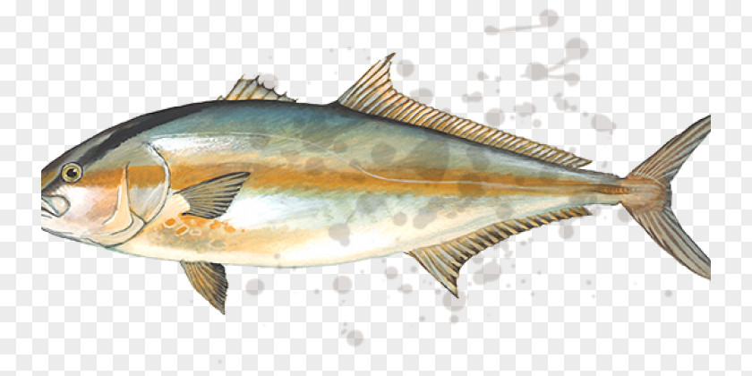 Seawater Fish True Tunas Mackerel Greater Amberjack Fishing PNG