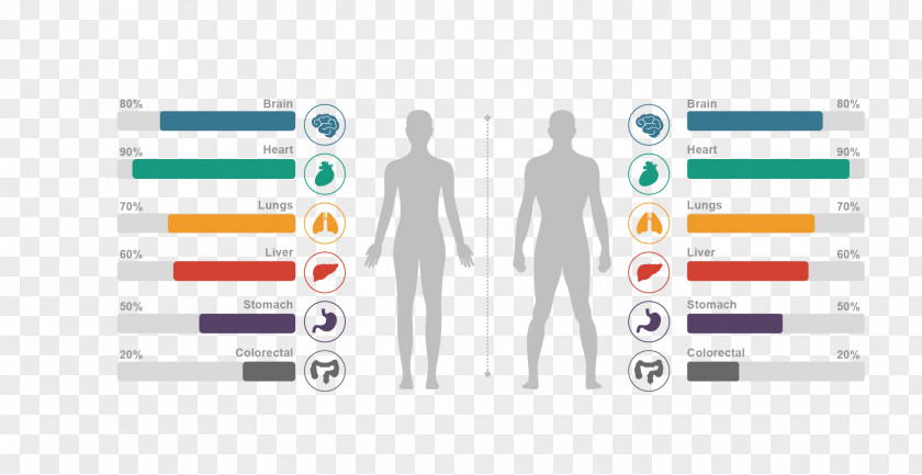 Vector Body Structure Scale Drawing Material Human Chart Anatomy Homo Sapiens PNG