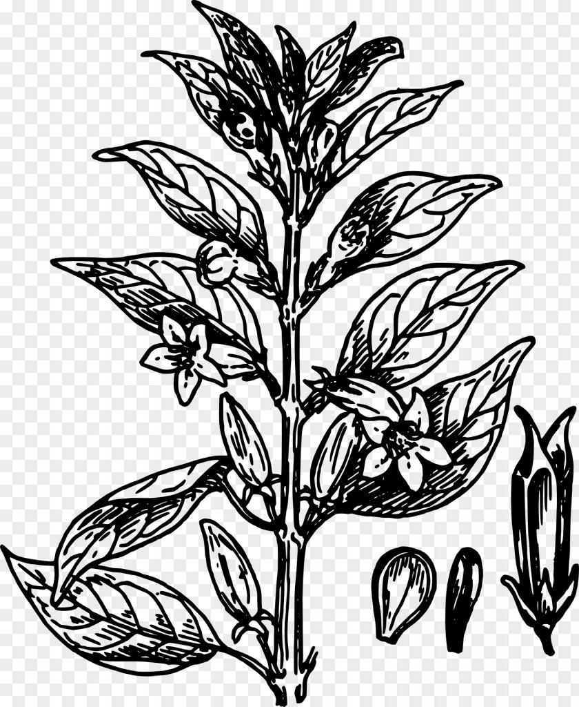 Blackandwhite Herbaceous Plant Black And White Flower PNG