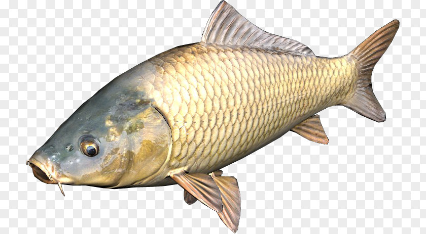 Fish DayZ Common Carp PNG