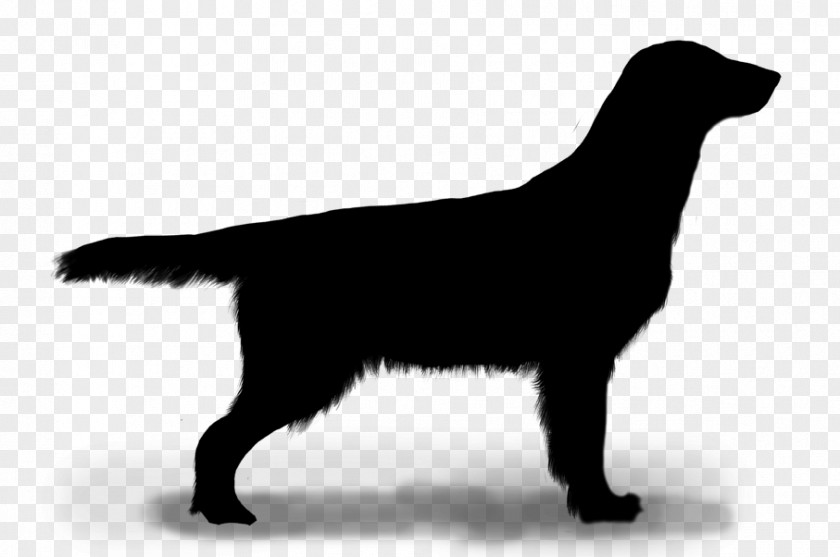 Flat-coated Retriever Labrador Dog Breed Puppy PNG