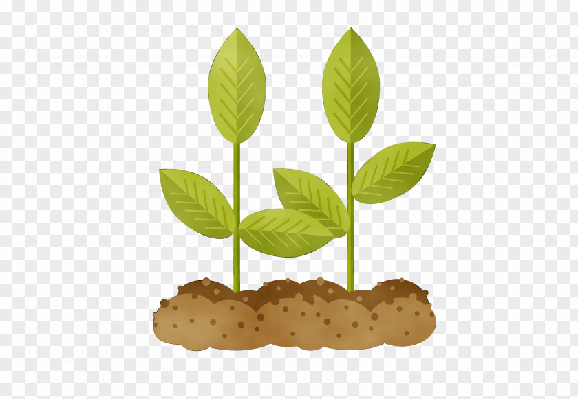 Leaf Plant Flower Soil PNG