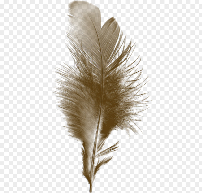 Pince Nez Feather Bird Paintbrush Quill PNG