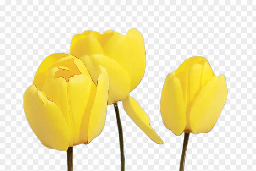 Crocus Wildflower Floral Design PNG