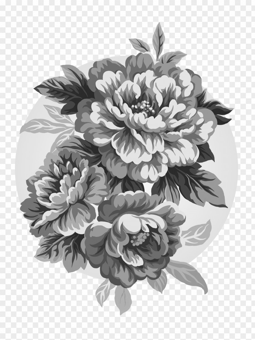 Peony Drawing Paeonia Lactiflora Clip Art PNG