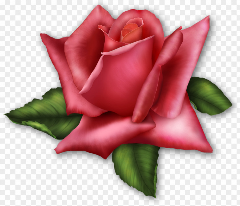 Pink Roses Rose Flower Clip Art PNG