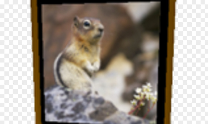 Squirrel Chipmunk Fox Fauna Wildlife PNG