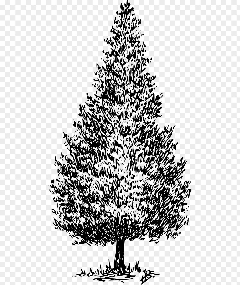 Tree Drawing Cedrus Libani Pine Clip Art PNG