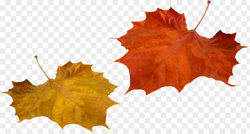 Autumn Leaf Color Tree PNG