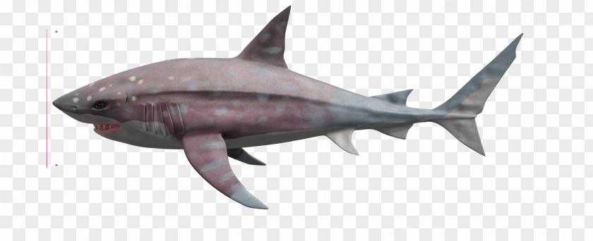 Jaws Transparent Megalodon Tiger Shark Desktop Wallpaper Image PNG