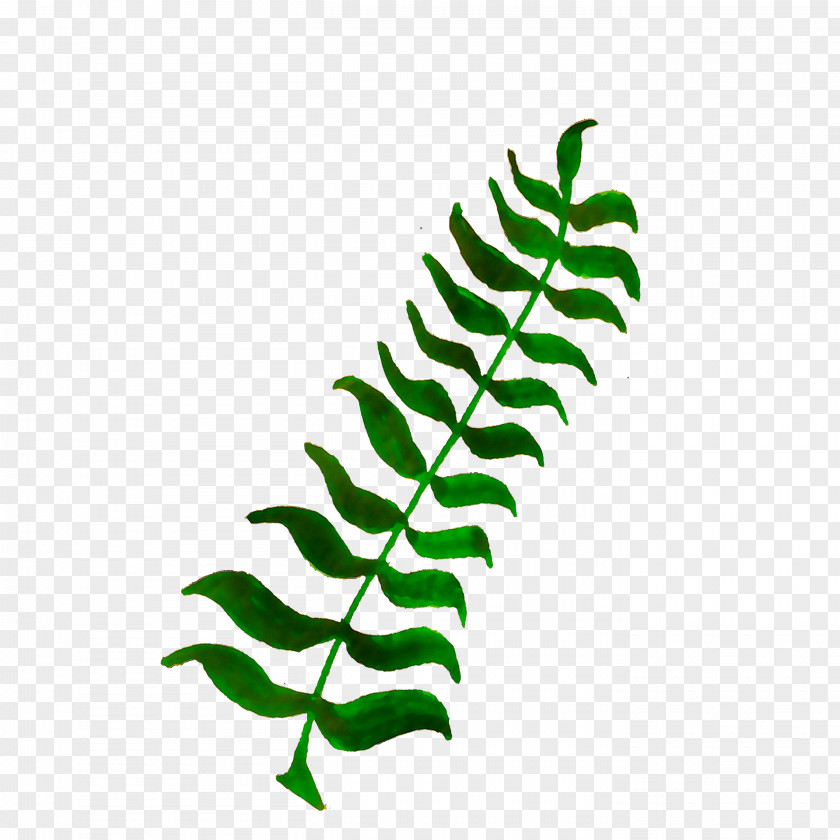 Leaf Plant Stem Clip Art Line Branching PNG