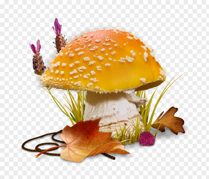 Mushroom Cogumelos Panados Chart PNG