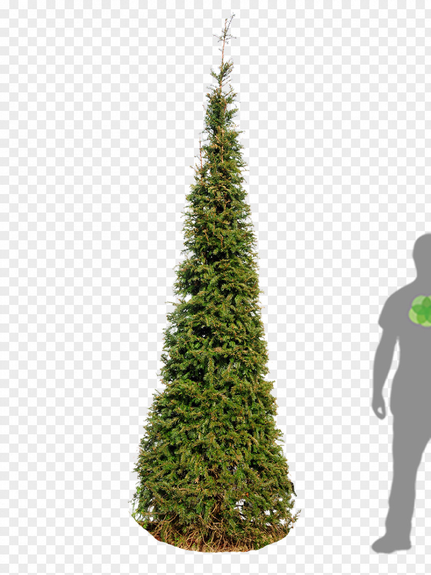 Taxus English Yew Spruce Pine Christmas Tree PNG