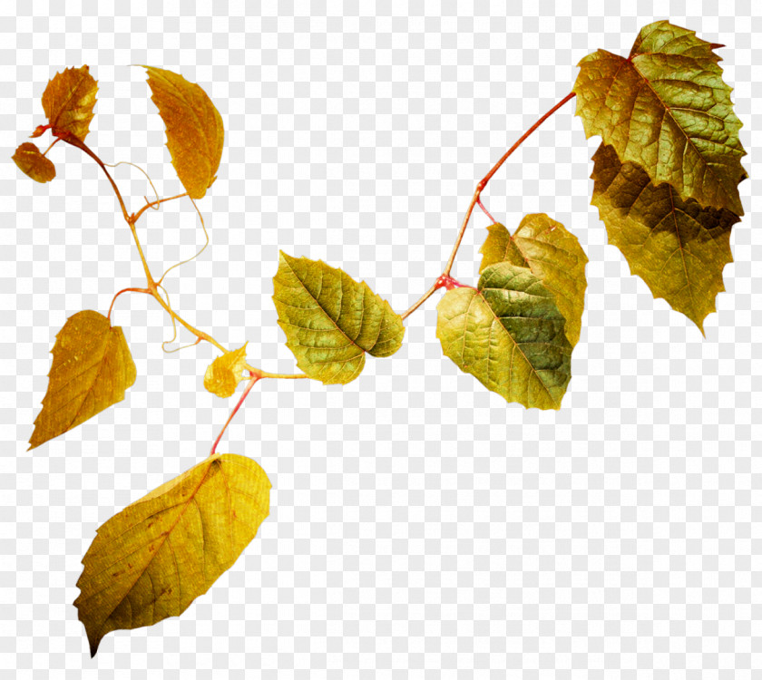 Autumn Leaves Maple Leaf Branch Color PNG