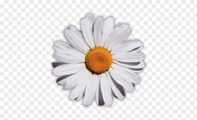 Daisy Common Flower Glog PNG
