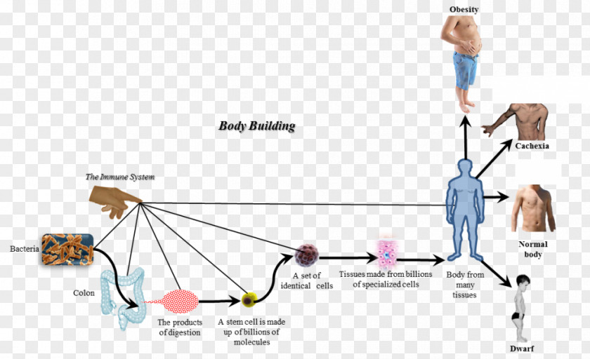Elimination Of Blood Germs Disease Human Body Cell Bacteria Organism PNG