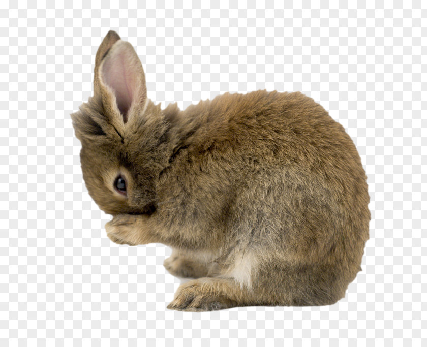 Farm Animals Pets Mini Lop Domestic Rabbit Miniature Easter Bunny PNG