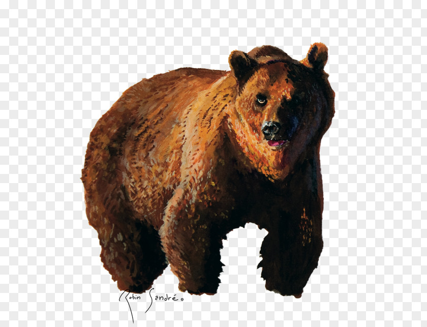 Gouache Clipart Brown Bear Grizzly Carnivora Animal PNG
