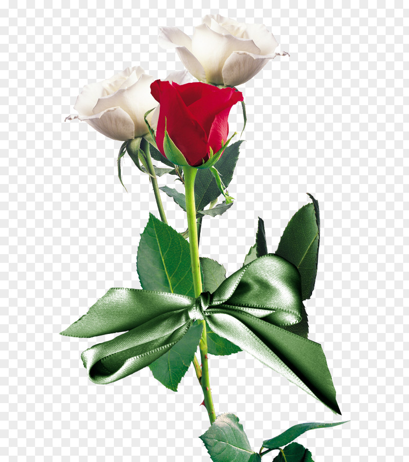 Rose Red White Flower PNG