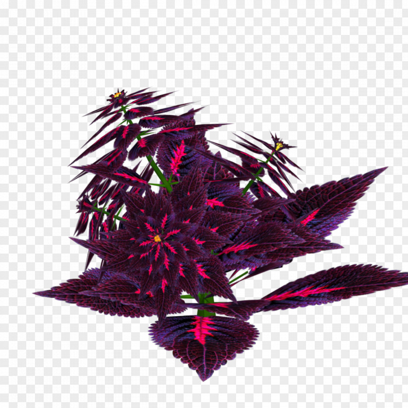 Coleus Map Leaf Purple PNG