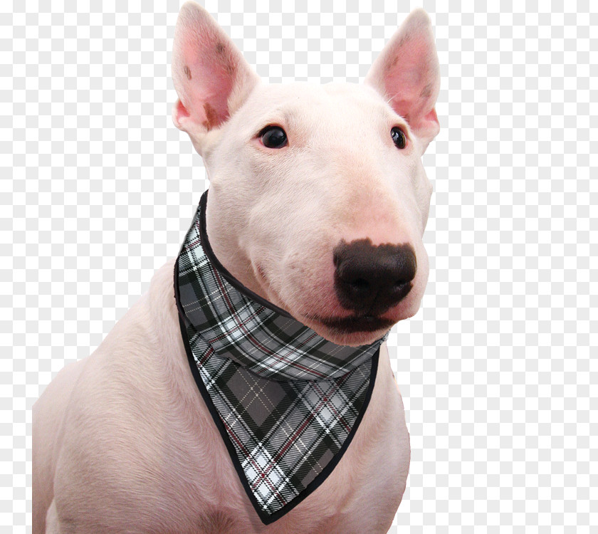 Keep Pets Miniature Bull Terrier And Old English Dog Breed PNG