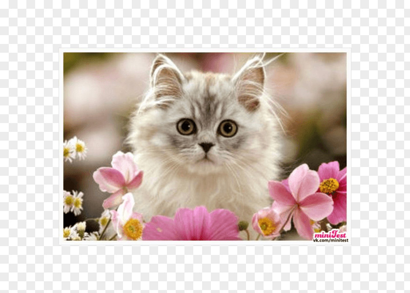 Kitten Persian Cat Birman Felidae Cuteness PNG