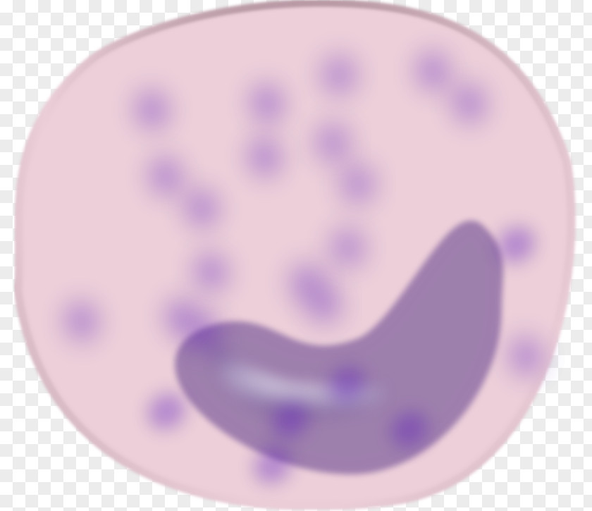 Macrophage Cliparts Monocyte Blood Cell Clip Art PNG