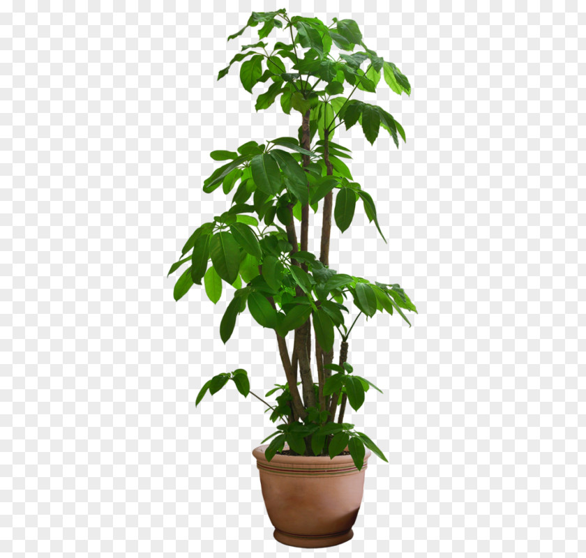 Palm PLAN Houseplant PNG