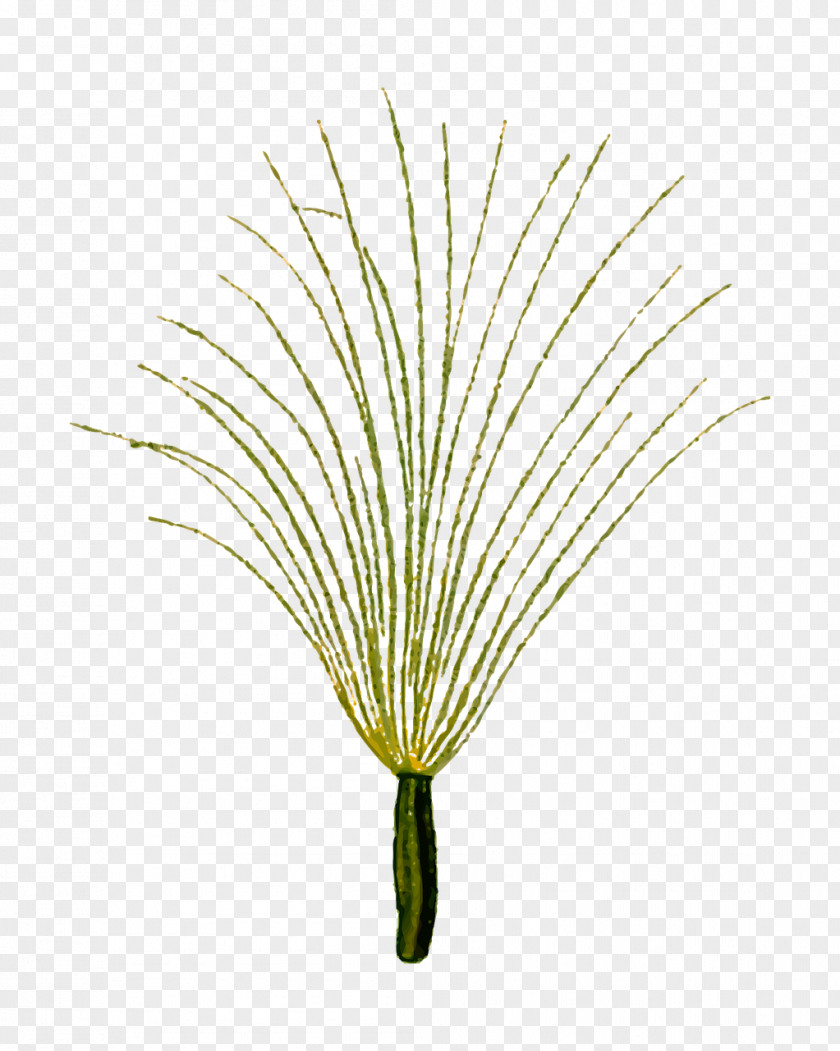 Plants Medicinal Grasses Herb Watercress PNG