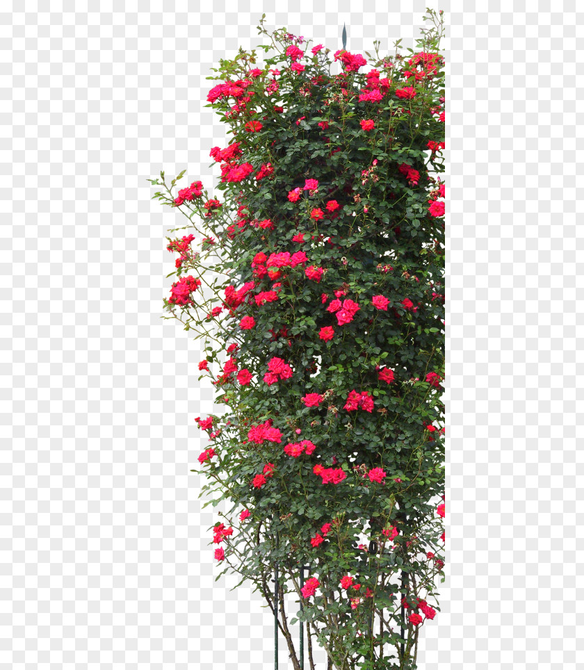 Tree Shrub PNG