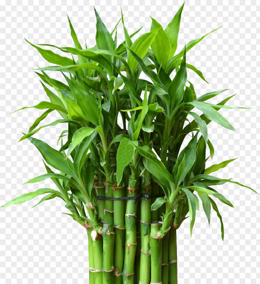 Bamboo Lucky Flowerpot Houseplant Stock Photography PNG