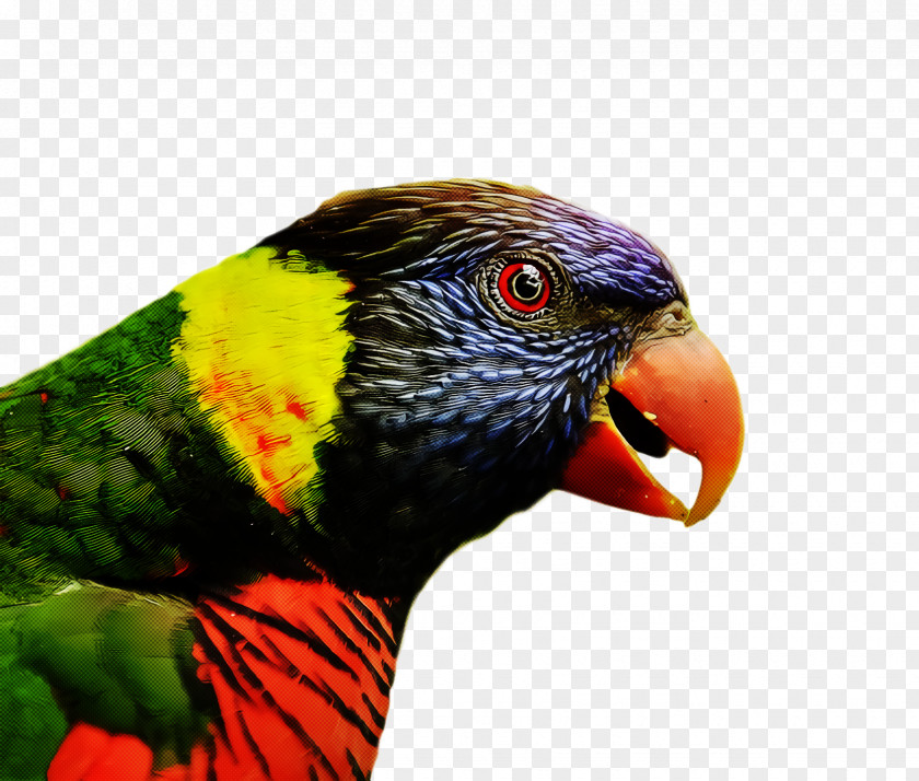 Bird PNG