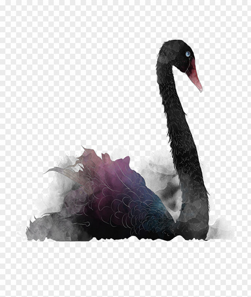 Black Swan Theory PNG