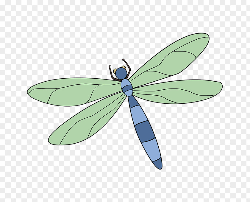 Dragonfly A Dragonfly? Drawing Tutorial Image PNG