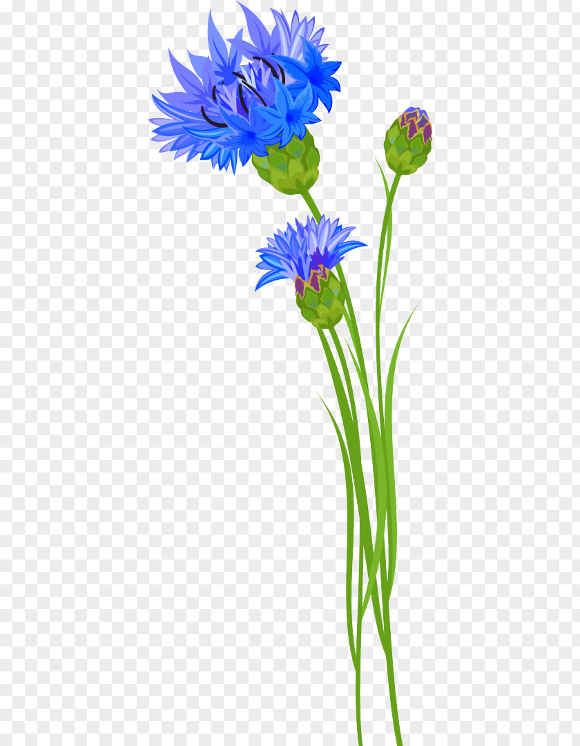 Flower Cornflower Clip Art Vascular Plant PNG