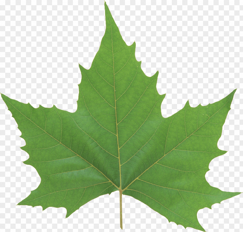 Green Leaf Look At Leaves PNG