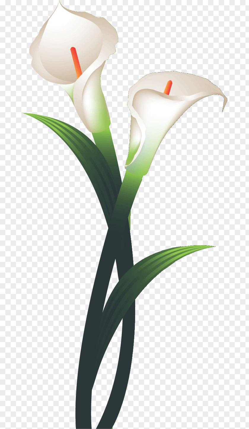 Tulip Flower Calla Lily Clip Art PNG