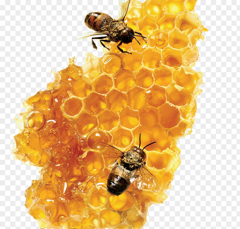 Bee Honey Sugar Food PNG