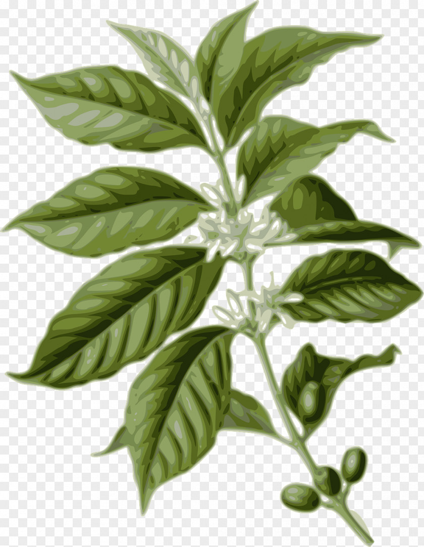 Coffee Tree Coffee-leaf Tea Bean Arabica PNG