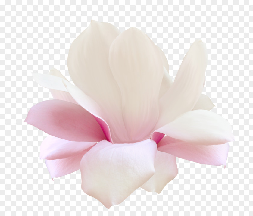 Flower Натяжна стеля Digital Image Petal PNG