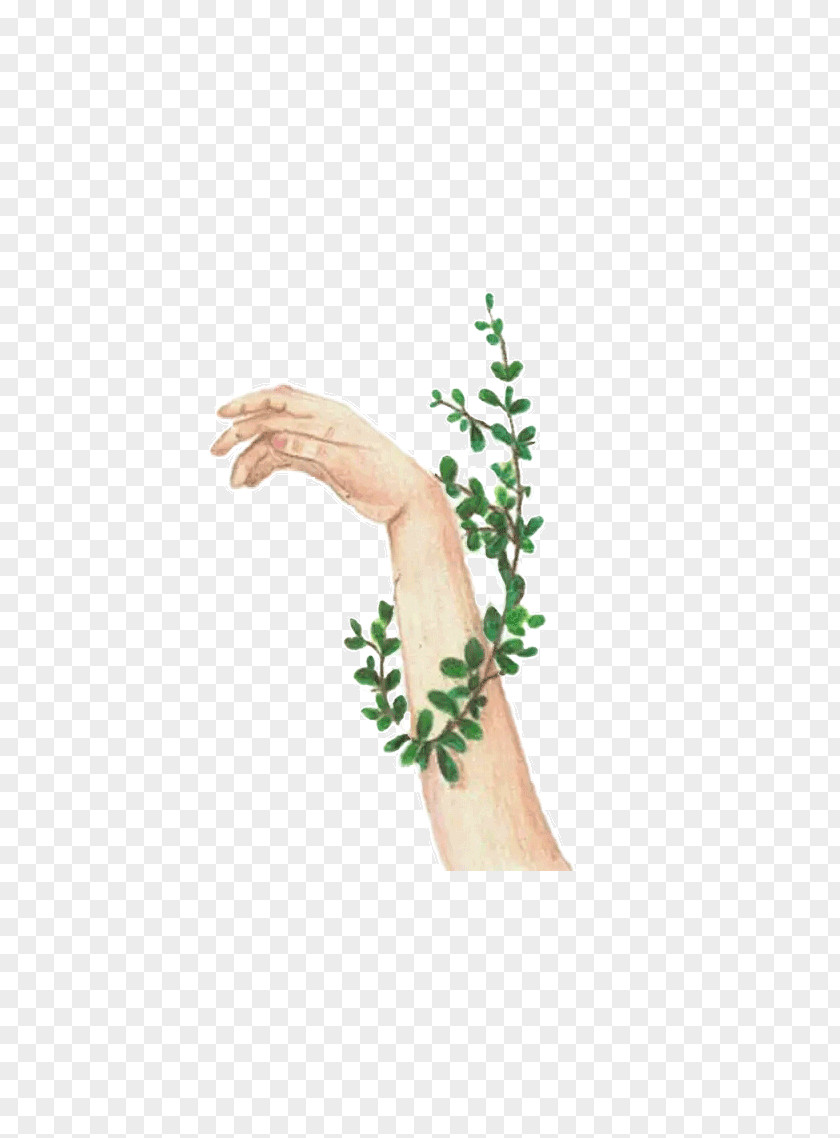 Ivy Wound Drawing Hand Illustration PNG