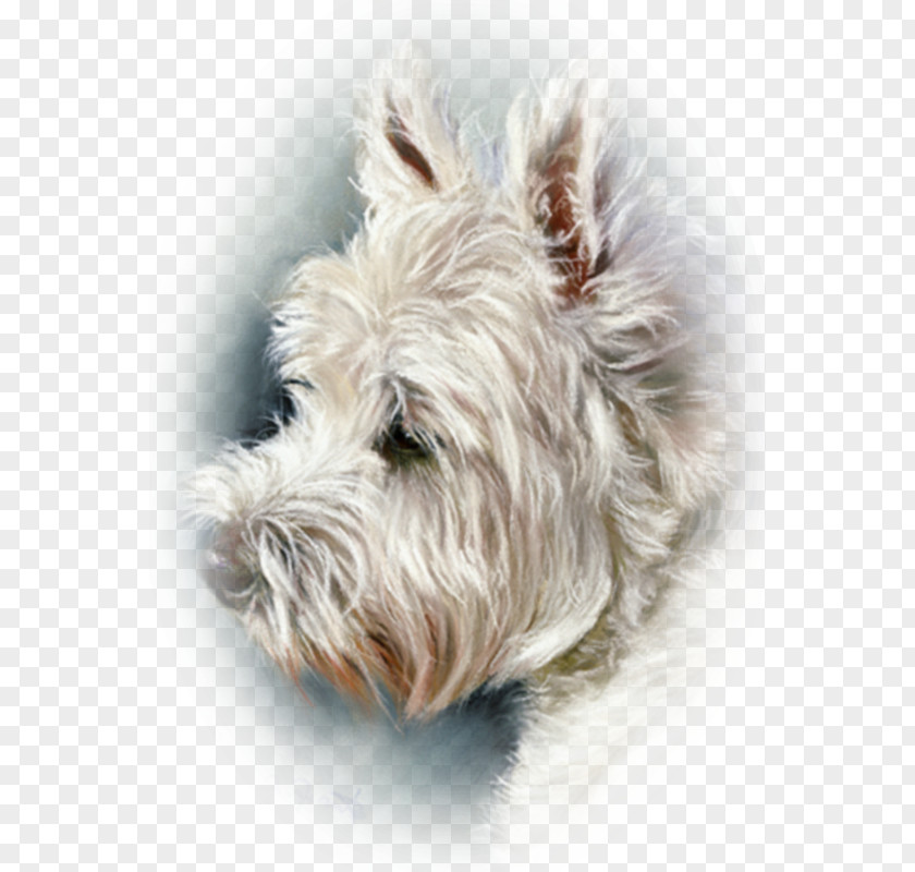 Painting Glen West Highland White Terrier Cairn Scottish Soft-coated Wheaten PNG