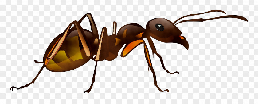 Pharaoh Ant Beetle Product Empresa PNG
