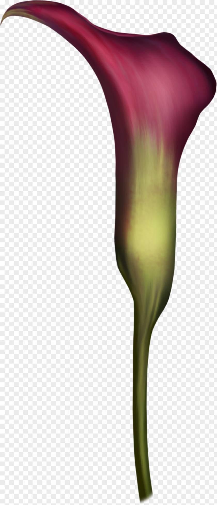 9 Flowering Plant Petal Stem PNG